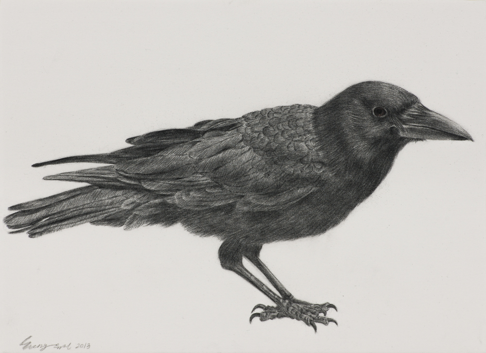 [13p1759] black bird_conte on daimaru_24.2×33.4_2013.jpg